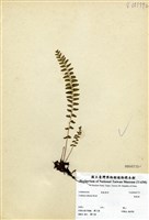 藏品(陵齒蕨)的圖片